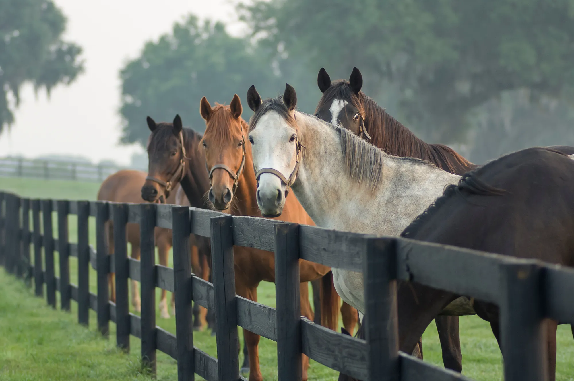 Horses lined up along the fence