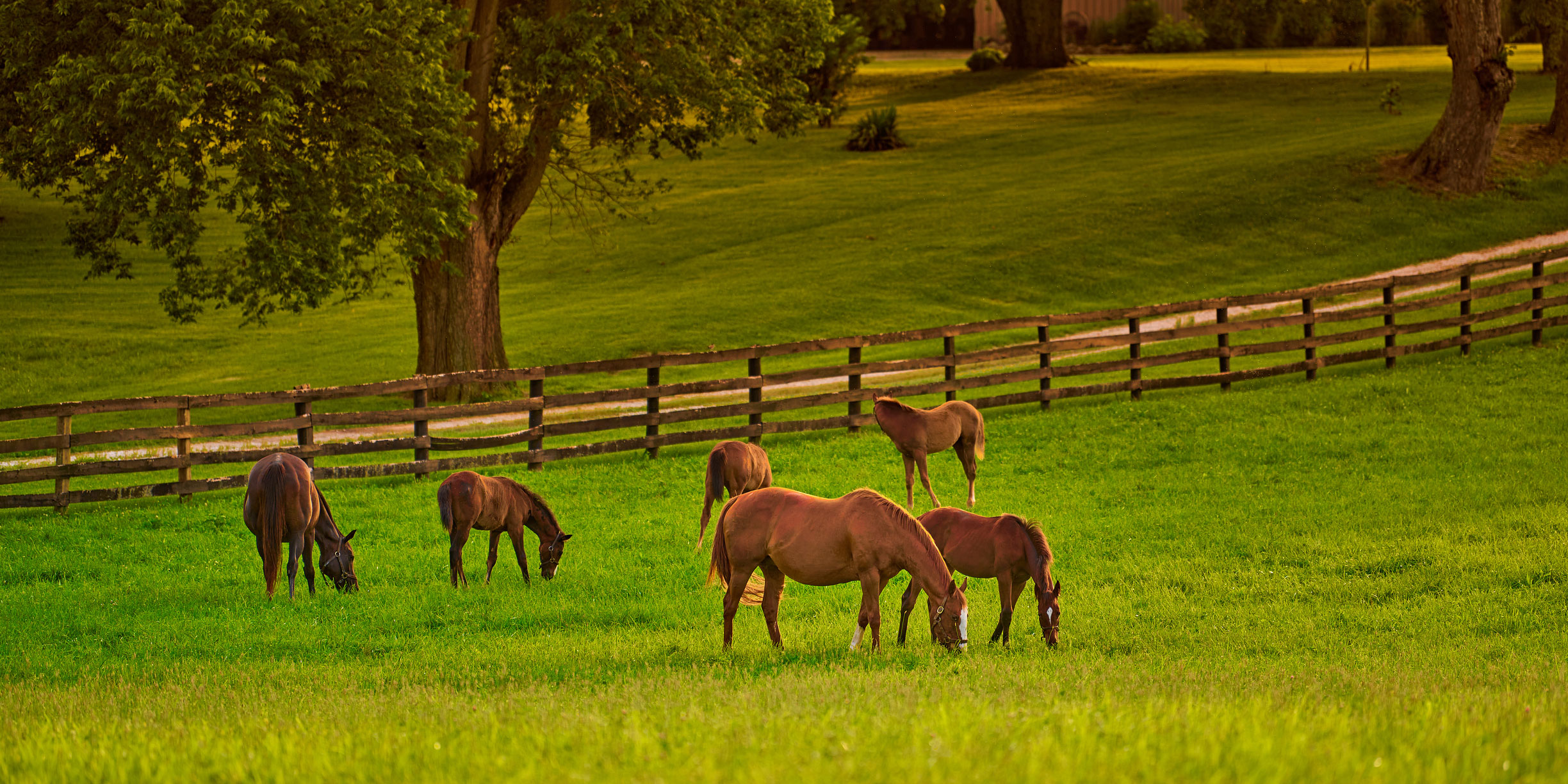 Horses grazing on pasture