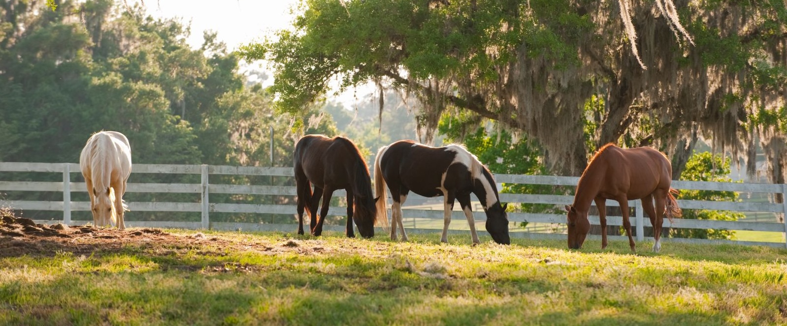 Horses grazing on pasture